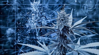  Blue-toned futuristic illustration of a cannabis plant with digital network lines, molecular graphics, and data visualization overlays representing medical cannabis research and biotechnology. 